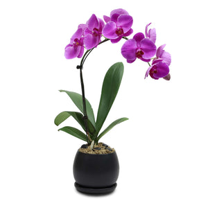 Fresh Orchid Bowl - Fuchsia Phalaenopsis (L) 1-3 Stems