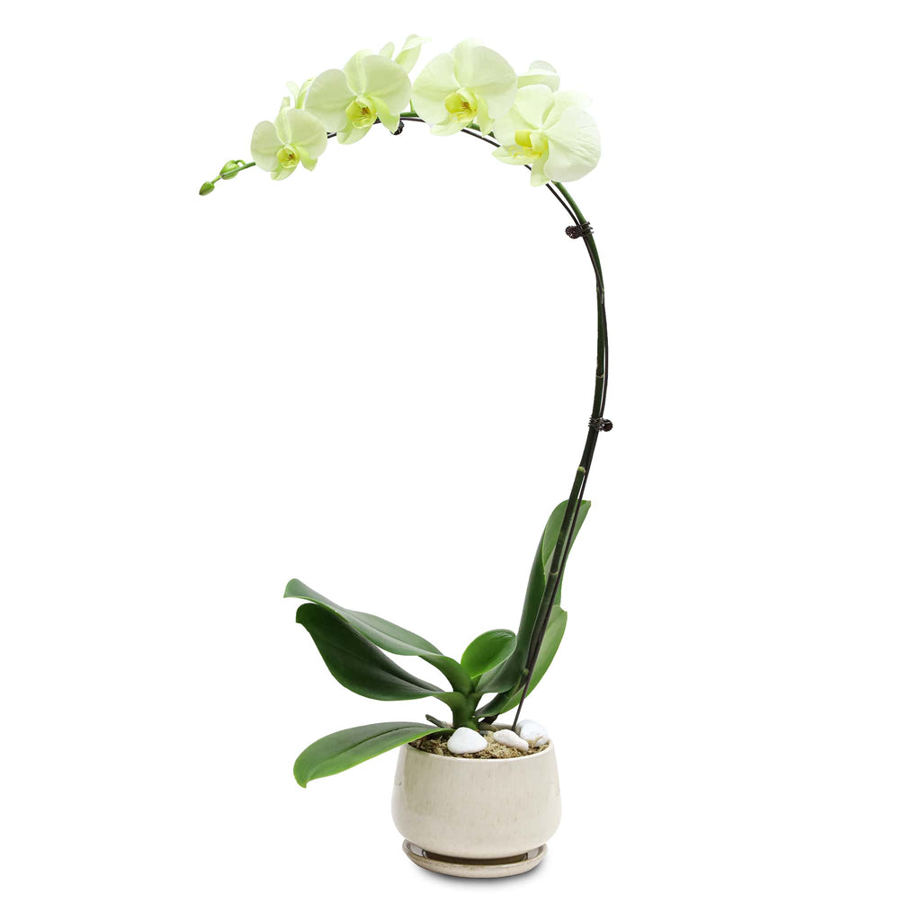 Fresh Orchid Bowl - Green Phalaenopsis (L) 1-3 Stems