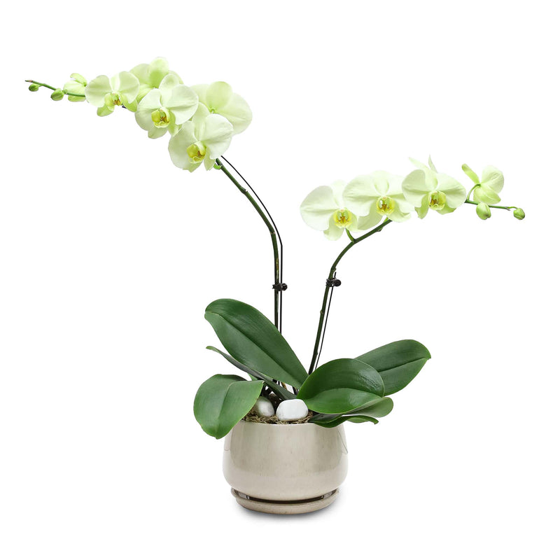 Fresh Orchid Bowl - Green Phalaenopsis (L) 1-3 Stems