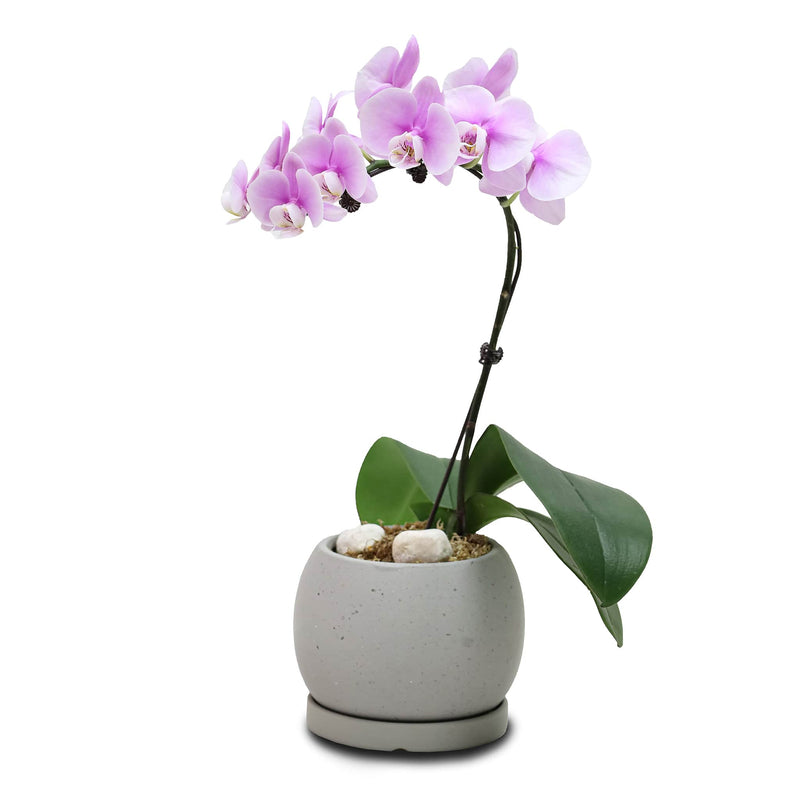 Fresh Orchid Bowl - Pink Phalaenopsis (S) 1-3 Stems