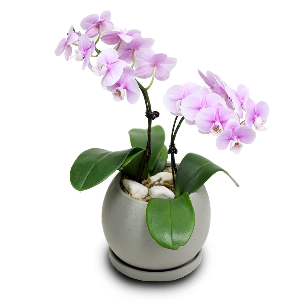 Fresh Orchid Bowl - Pink Phalaenopsis (S) 1-3 Stems