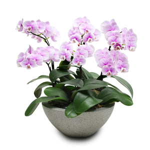 Fresh Orchid Bowl - Pink Phalaenopsis (S) 5+ Stems