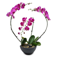 Fresh Orchid Bowl - Purple Phalaenopsis (L) 1-3 Stems