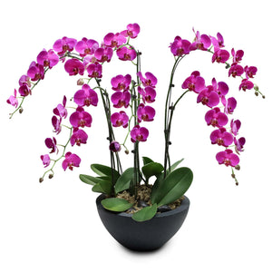 Fresh Orchid Bowl - Purple Phalaenopsis (L) 5+ Stems