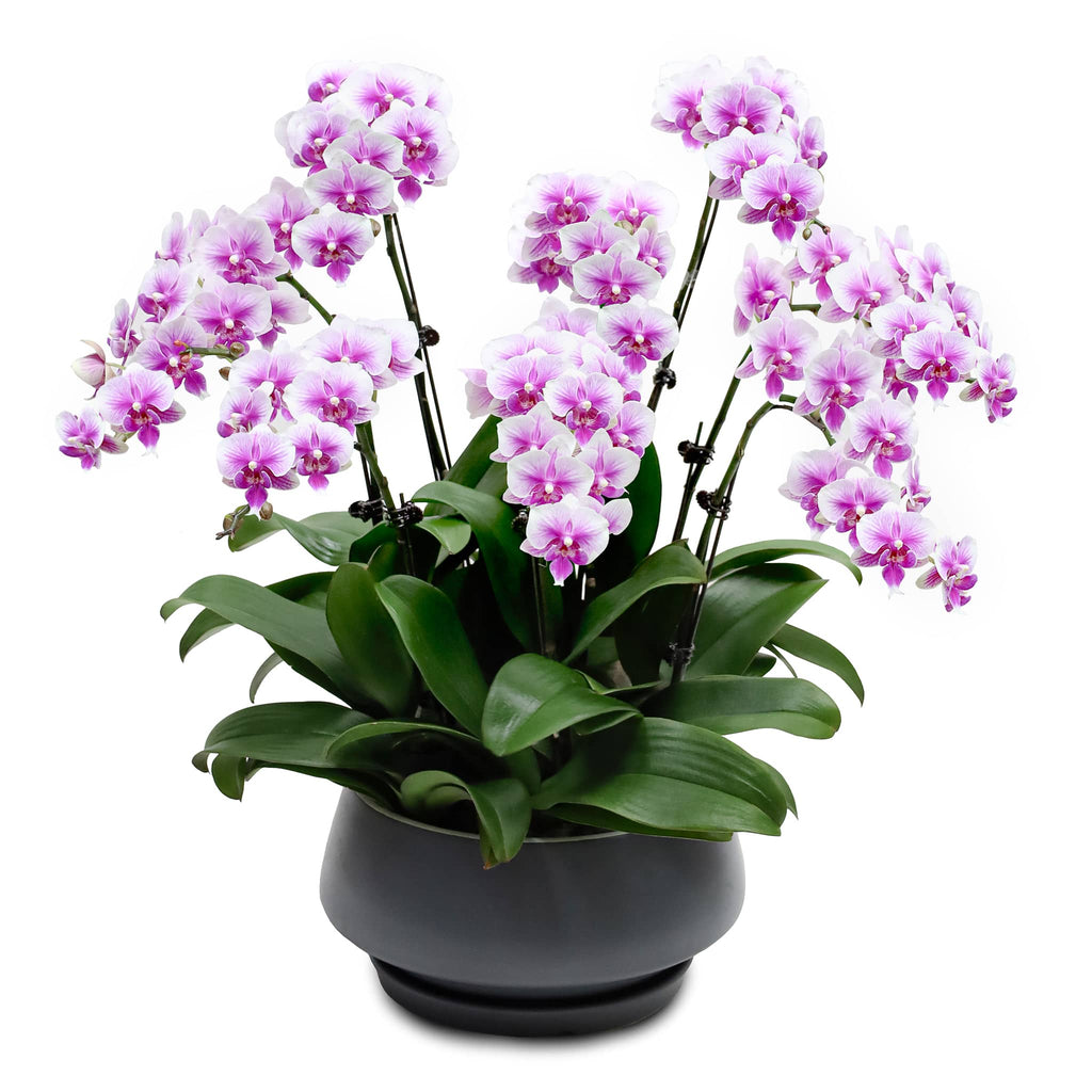 Fresh Orchid Bowl - Taffy Pink Phalaenopsis (S) 5+ Stems