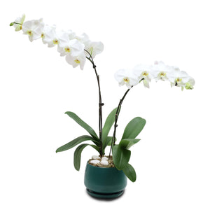 Fresh Orchid Bowl - White Phalaenopsis (L) 1-3 Stems