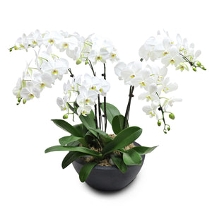 Fresh Orchid Bowl - White Phalaenopsis (L) 5+ Stems