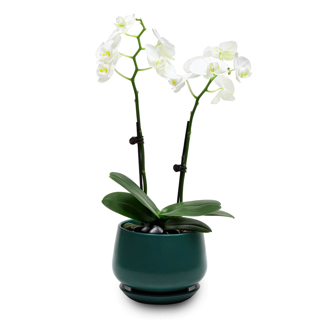 Fresh Orchid Bowl - White Phalaenopsis (S)