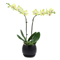 Fresh Orchid Bowl - Yellow Phalaenopsis (L) 1-3 Stems