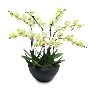 Fresh Orchid Bowl - Yellow Phalaenopsis (L) 5+ Stems